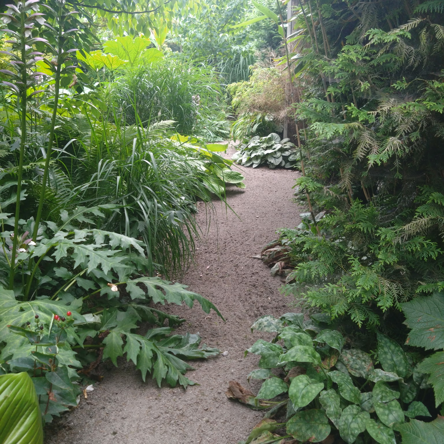 trädgård