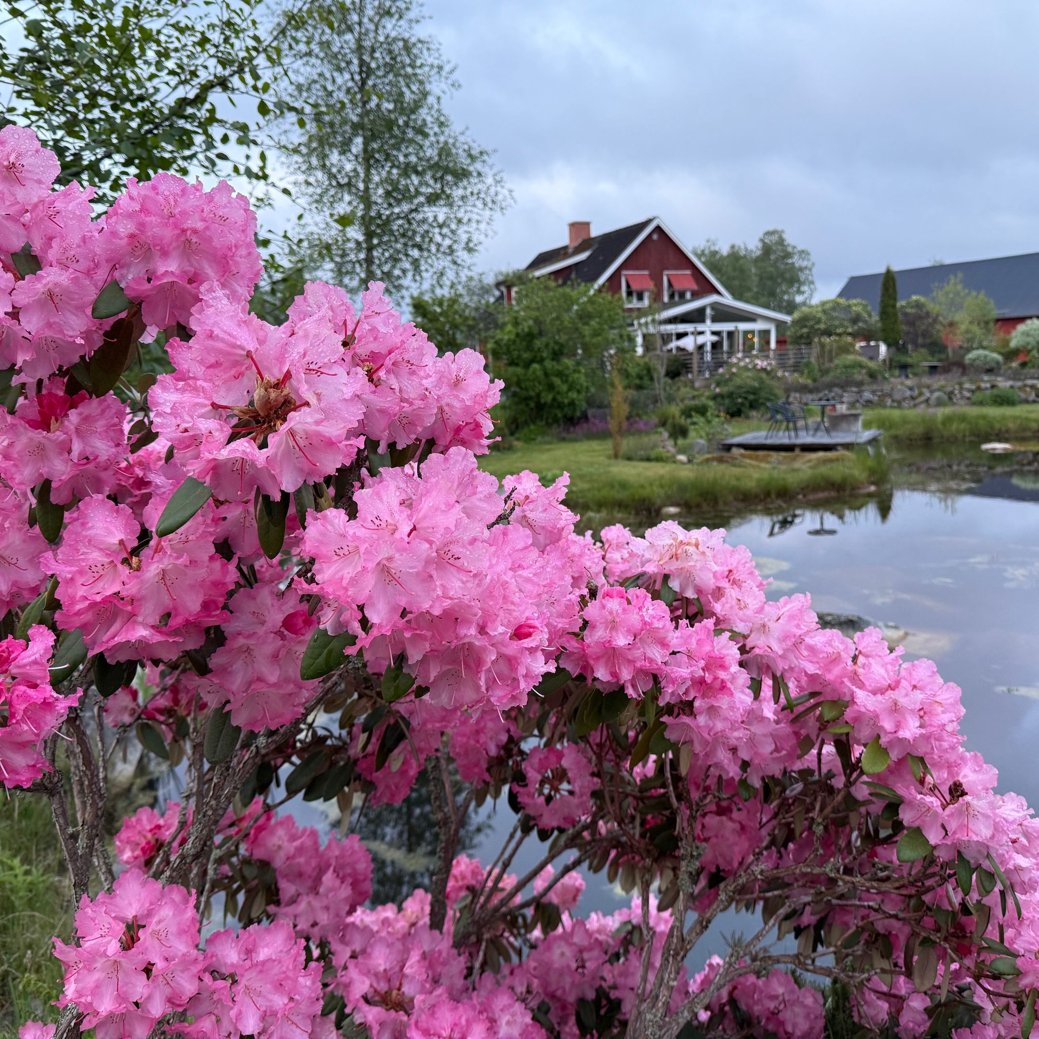 trädgård